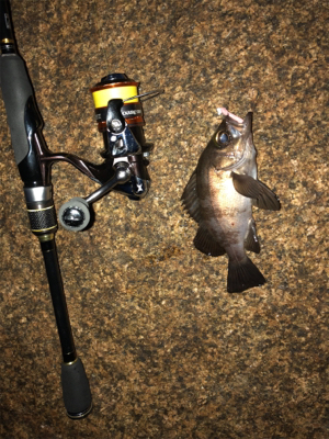 メバル好調 イカ不調