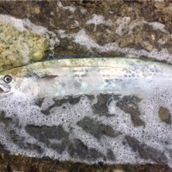 LSJigginger0805〜0928