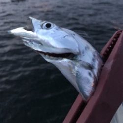 夕方ショアジギしばりでタチウオ