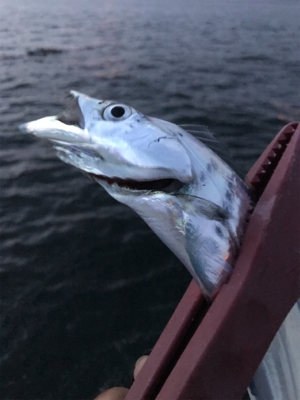 夕方ショアジギしばりでタチウオ