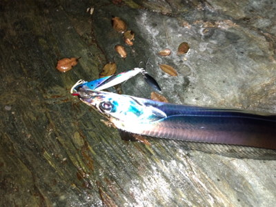 磯なのに太刀魚ゲーム