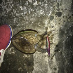 釣りメイカーのイベント