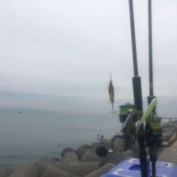 朝渋タチウオからのLSJ不発