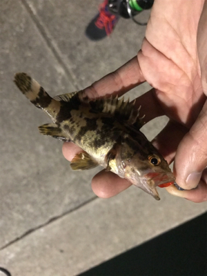 四日市方面の根魚釣行