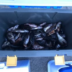 タチウオジギング  メバルサビキ