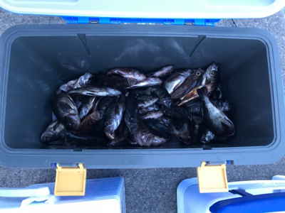 タチウオジギング  メバルサビキ