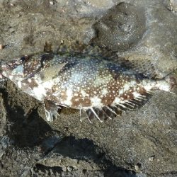 磯ハギング楽し♪