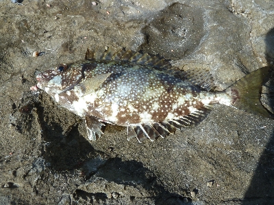 磯ハギング楽し♪