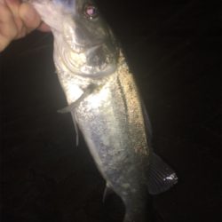 ナイトシーバシング☆GUNNING-STYLE