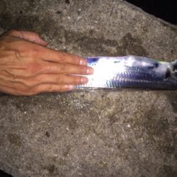 タチウオまずまず