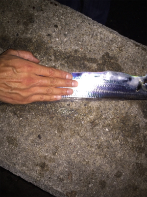 タチウオまずまず