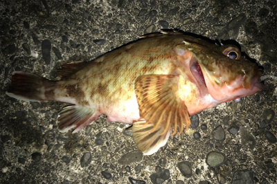 リフトでの高反応