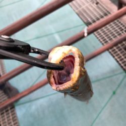 桜島ロックフィッシュ