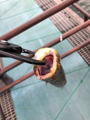 桜島ロックフィッシュ