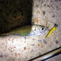 豆アジ活性高すぎ