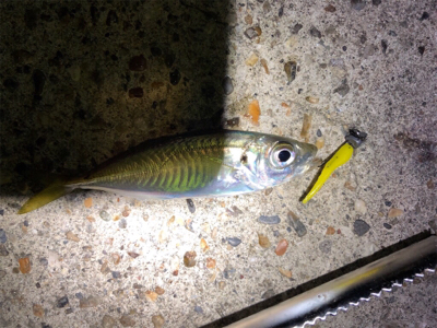 豆アジ活性高すぎ