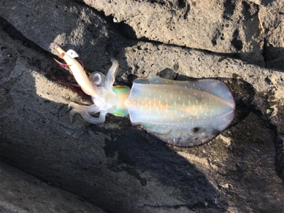 キロアップバラした原因