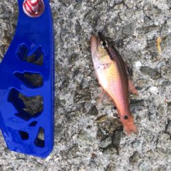 サビキとルアー