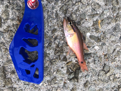 サビキとルアー