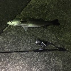 アジングですが、大きなゲストもきました。