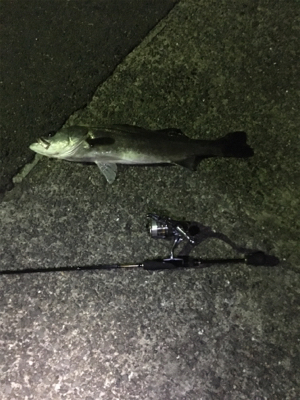 アジングですが、大きなゲストもきました。