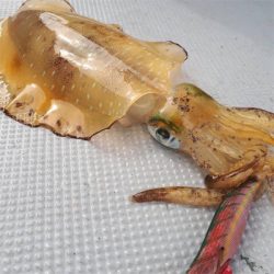 ティップランリベンジ