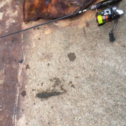 デイアジング!…のつもり