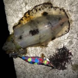 イカも成長中！