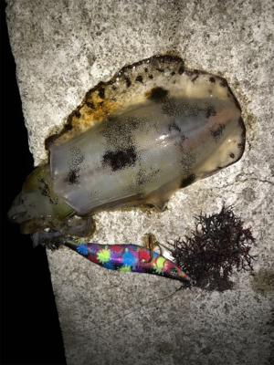 イカも成長中！