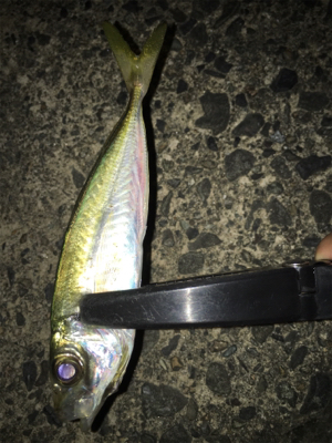 いつものアジング