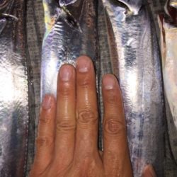 タチウオ3、サバ1