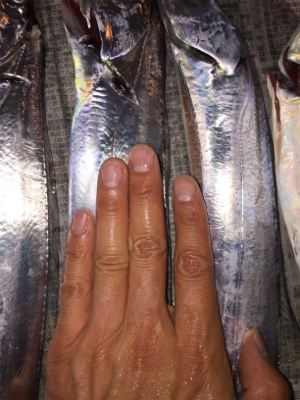 タチウオ3、サバ1