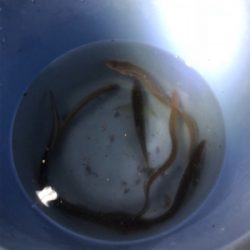 アナゴ&タチウオゲット