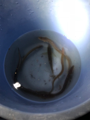 アナゴ&タチウオゲット