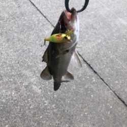 シーバスやキビレ