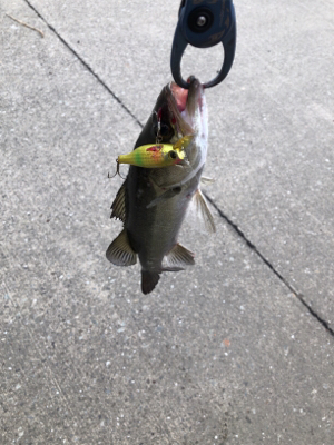 シーバスやキビレ