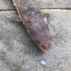 連休マラソン釣り大会