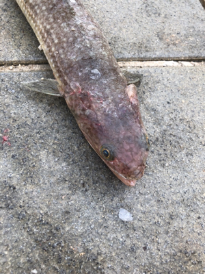 連休マラソン釣り大会