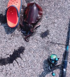 弾丸イカツアー