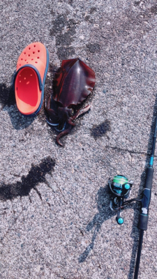 弾丸イカツアー