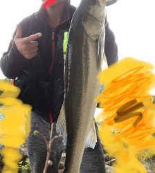 シーバスデイゲーム