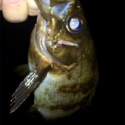 アジンガー1730〜2035