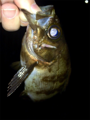 アジンガー1730〜2035