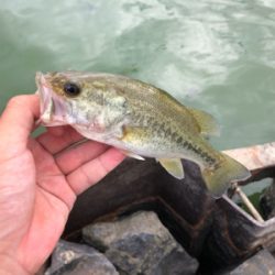 放課後フィッシング