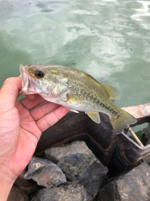 放課後フィッシング