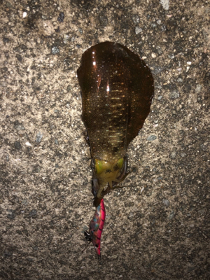 2週間連続  淡路島(^^)墨まみれ（泣）…