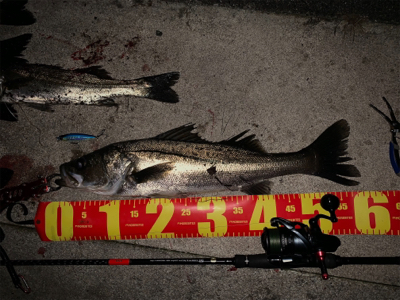 やっとシーズン到来かな