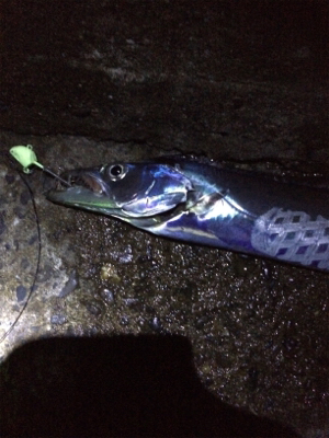 大きくなってますね