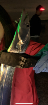 初タチウオの餌釣り