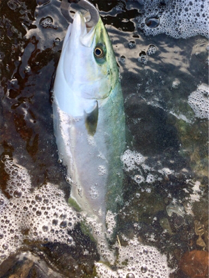 LSJigginger0600〜0850